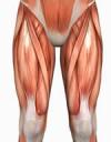 quadriceps.jpg