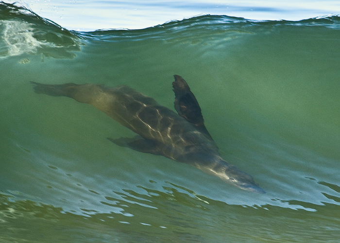 seal in santa monica - example picture