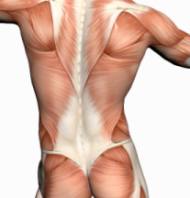 anatomy-of-back-muscle.jpg